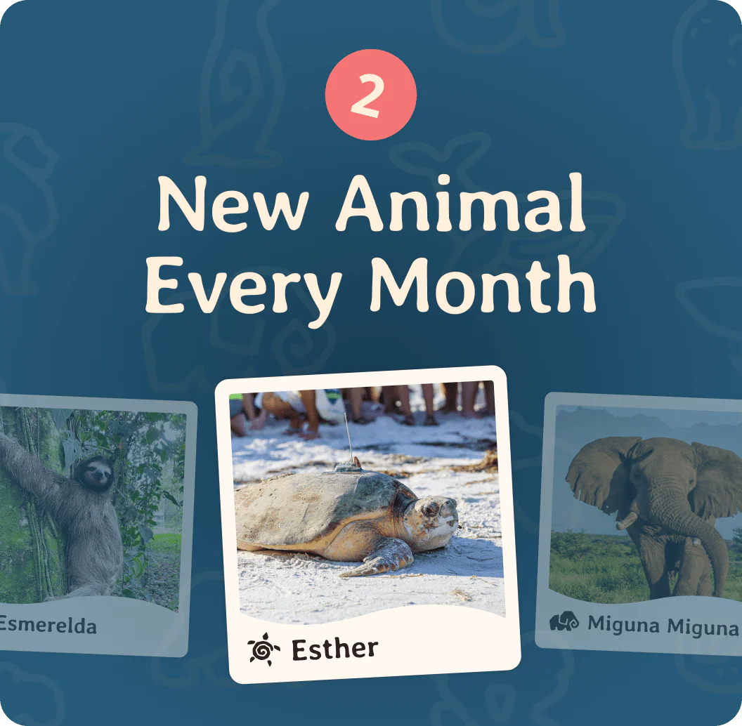 Fahlo-Monthly Club - Image 3